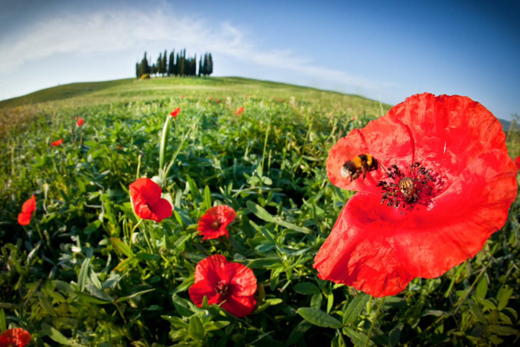 Blog Wedding Gabriele Forti Photographer Tuscany, Blog